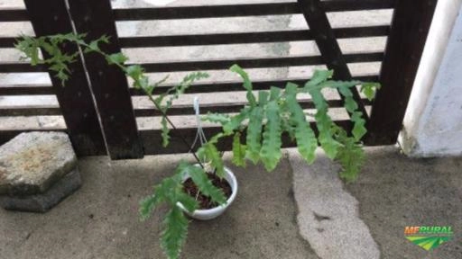 Imagem Jabuticabeira 20 anos de idade Imagem Jabuticabeira 20 anos de idade