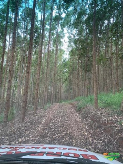 Eucalipto Urograndis no Sul de Minas 80 mil pés Imagem Eucalipto Urograndis no Sul de Minas 80 mil pés