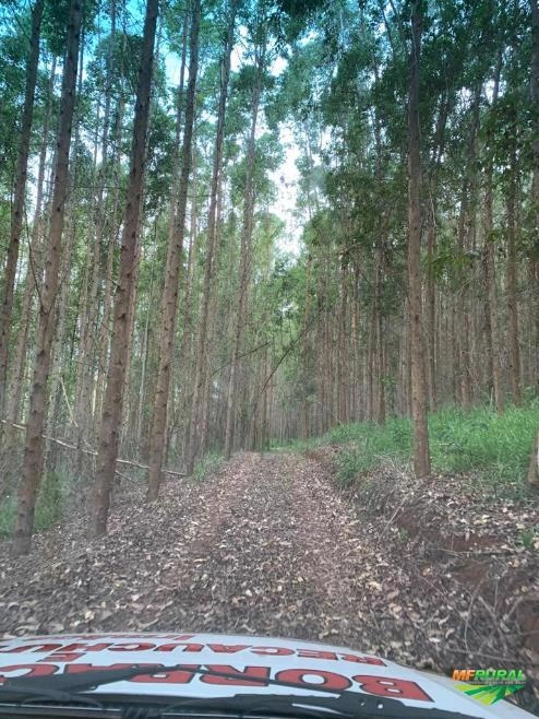 Eucalipto Urograndis no Sul de Minas 80 mil pés Imagem Eucalipto Urograndis no Sul de Minas 80 mil pés