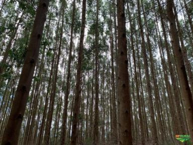 Imagem Eucalipto Urograndis no Sul de Minas 80 mil pés Imagem Eucalipto Urograndis no Sul de Minas 80 mil pés