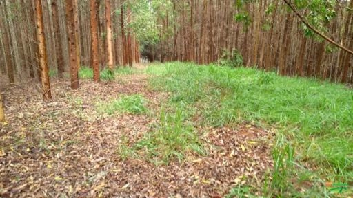 Imagem Eucalipto Urograndis no Sul de Minas 80 mil pés Imagem Eucalipto Urograndis no Sul de Minas 80 mil pés