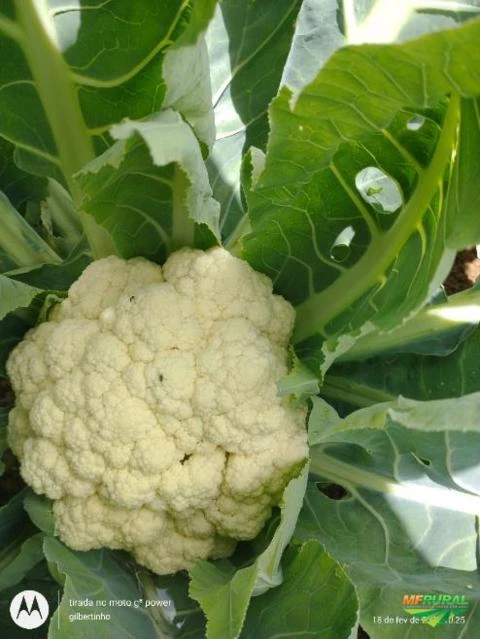 Brócolis no Sítio pitangueiras Imagem Brócolis no Sítio pitangueiras