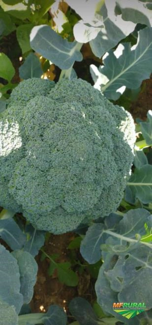 Brócolis ninja Imagem Brócolis ninja