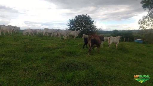 Fazenda em Santa Rita do Araguaia - GO