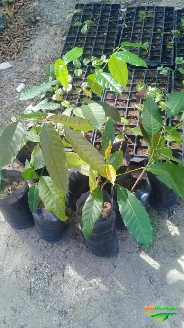 Mogno Africano Khaya Ivorensis Verdadeira Imagem Mogno Africano Khaya Ivorensis Verdadeira