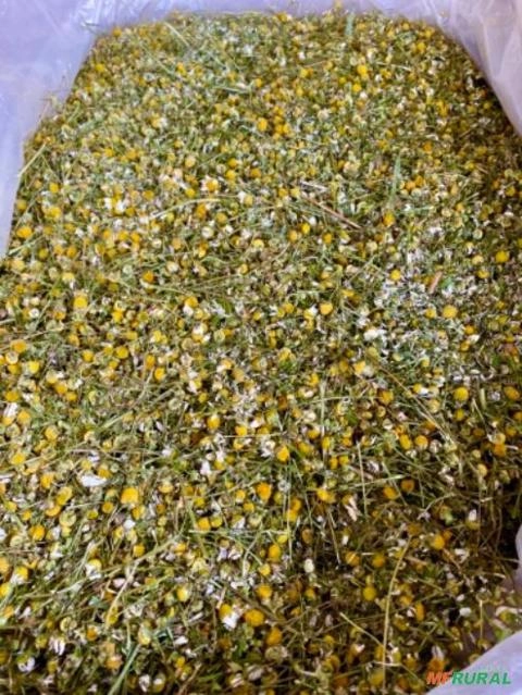 Camomila Premium Imagem Camomila Premium