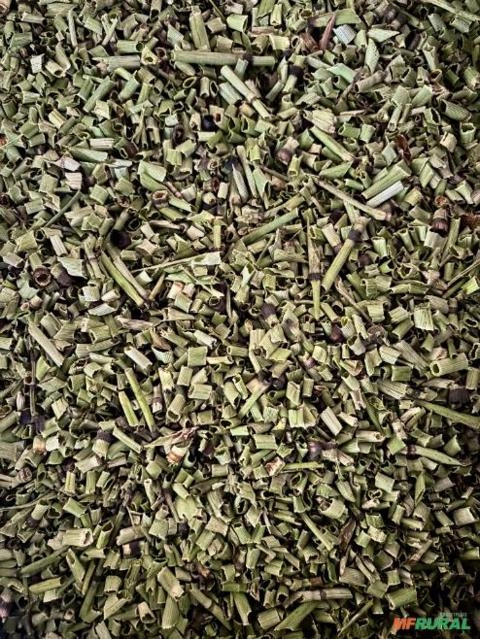 Imagem Cavalinha Cultivada Premium Imagem Cavalinha Cultivada Premium