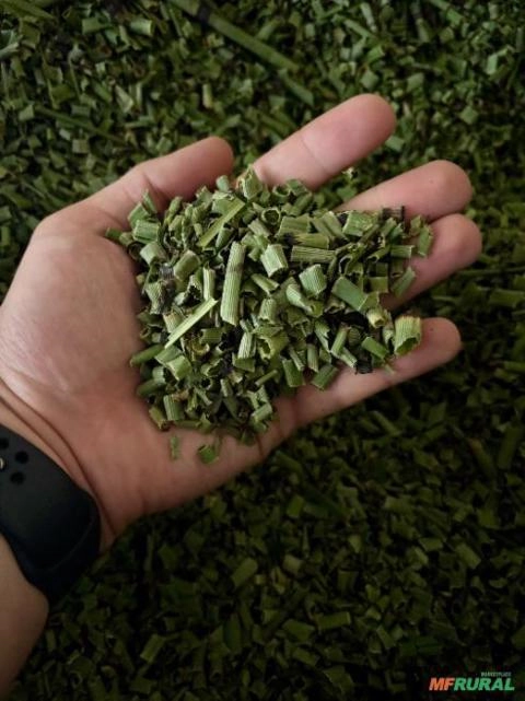 Imagem Cavalinha Cultivada Premium Imagem Cavalinha Cultivada Premium