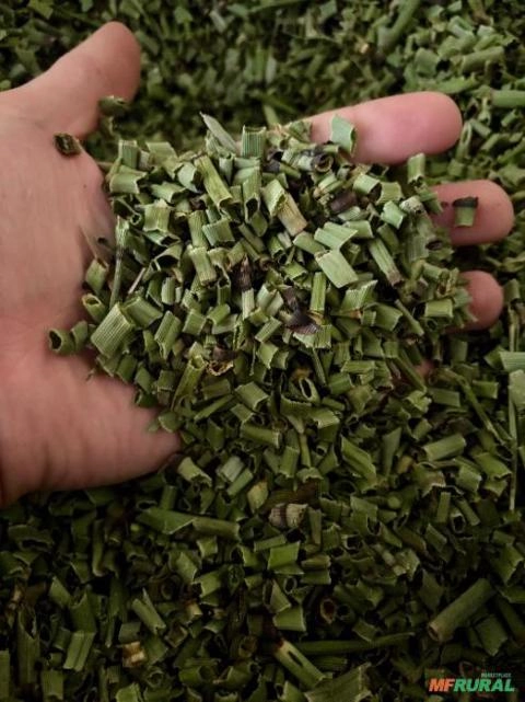 Imagem Cavalinha Cultivada Premium Imagem Cavalinha Cultivada Premium