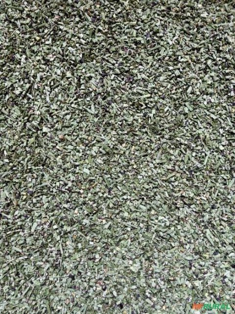 Cavalinha Cultivada Premium Imagem Cavalinha Cultivada Premium