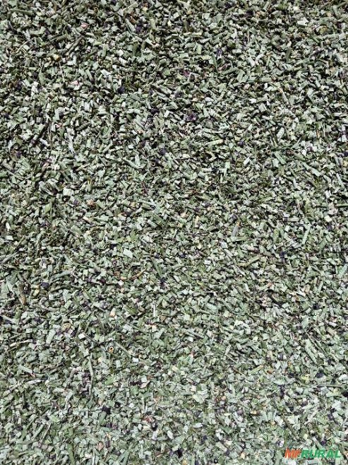 Cavalinha Cultivada Premium Imagem Cavalinha Cultivada Premium