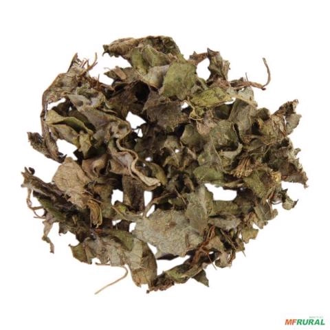 ALCACHOFRA FOLHAS DESIDRATADA Imagem ALCACHOFRA FOLHAS DESIDRATADA