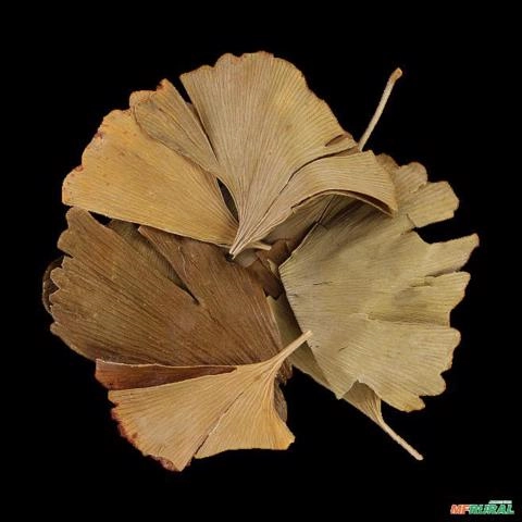 GINKGO BILOBA Imagem GINKGO BILOBA