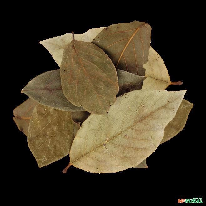 GRAVIOLA FOLHA Imagem GRAVIOLA FOLHA