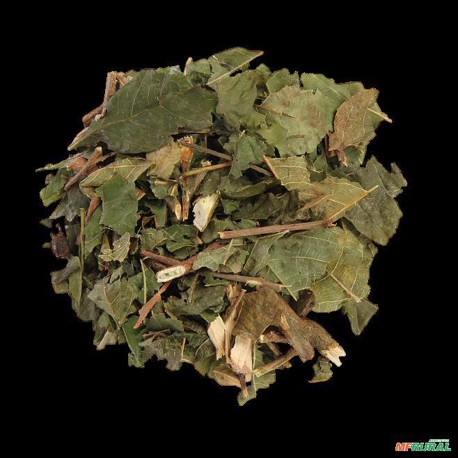 TARUMÃ Imagem TARUMÃ