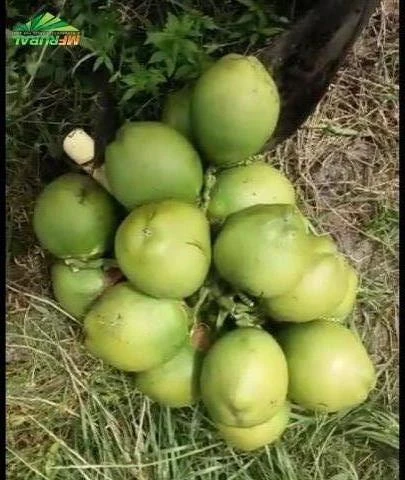 Coco verde