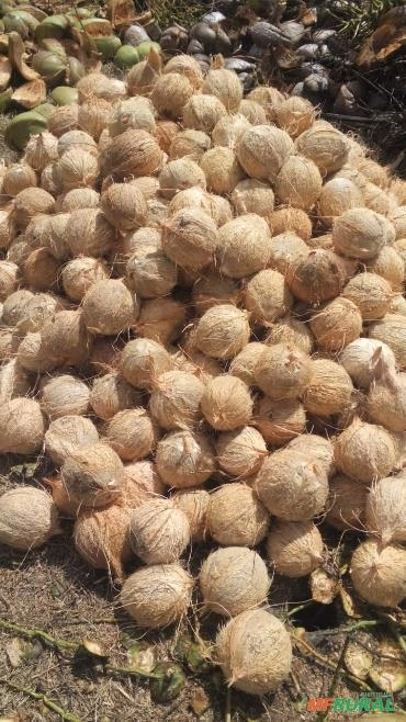 Imagem Coco verde Imagem Coco verde