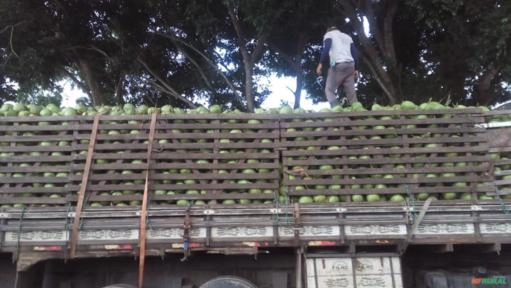 Imagem Coco verde Imagem Coco verde