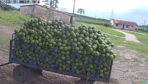 Imagem Coco verde Imagem Coco verde