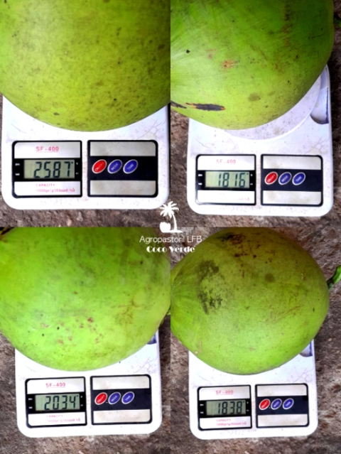 Imagem Coco verde Imagem Coco verde