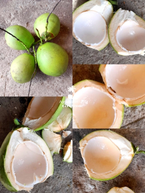 Imagem Coco verde Imagem Coco verde