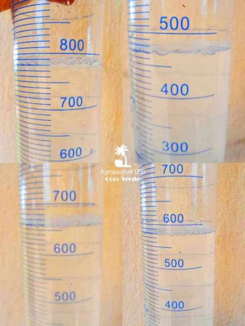 Imagem Coco verde Imagem Coco verde