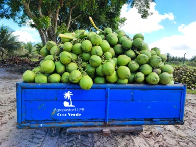 Imagem Coco verde Imagem Coco verde