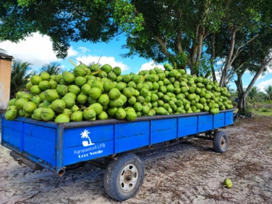 Imagem Coco verde Imagem Coco verde