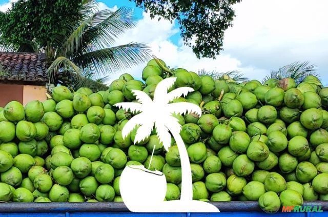 Coco verde Imagem Coco verde