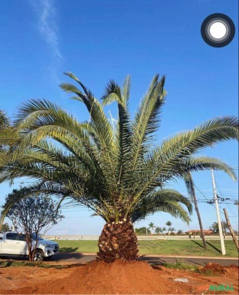 Phoenix Canarienses Imagem Phoenix Canarienses