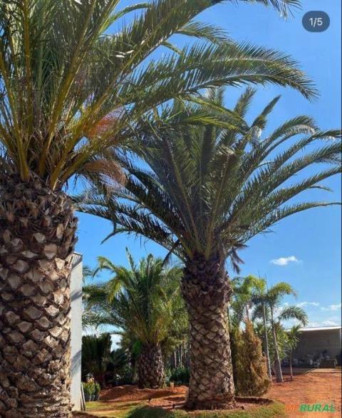 Imagem Phoenix Canarienses Imagem Phoenix Canarienses