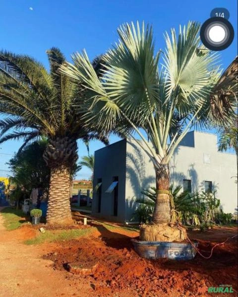 Imagem Phoenix Canarienses Imagem Phoenix Canarienses