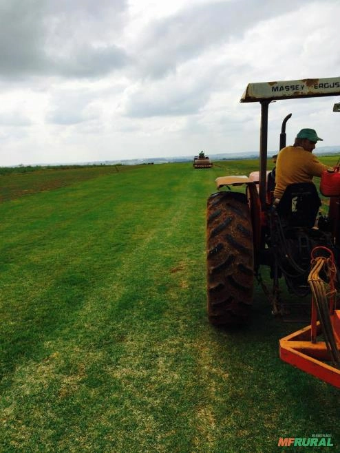 GRAMA ESMERALDA, BATATAIS E SÃO CARLOS DIRETO DO PRODUTOR Imagem GRAMA ESMERALDA, BATATAIS E SÃO CARLOS DIRETO DO PRODUTOR