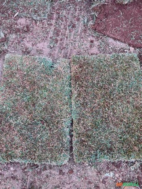 Imagem GRAMA ESMERALDA, BATATAIS E SÃO CARLOS DIRETO DO PRODUTOR Imagem GRAMA ESMERALDA, BATATAIS E SÃO CARLOS DIRETO DO PRODUTOR