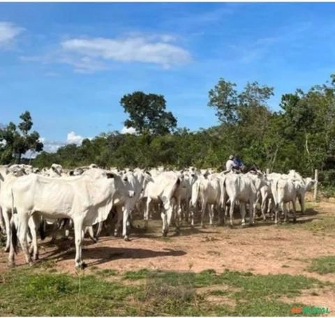 Bezerro Nelore Imagem Bezerro Nelore