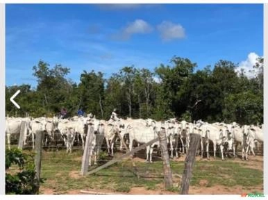 Imagem Bezerro Nelore Imagem Bezerro Nelore