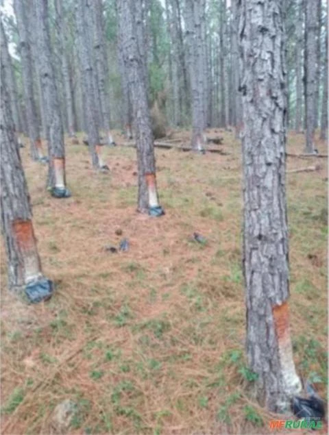 Procuro florestas de pinos eliot para arrendar !com objetivo extração de resinas