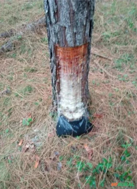 Procuro florestas de pinos eliot para arrendar !com objetivo extração de resinas