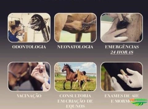 Médica Veterinária Imagem Médica Veterinária