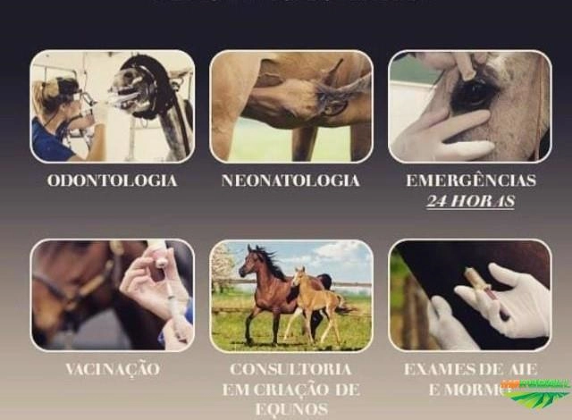 Médica Veterinária Imagem Médica Veterinária