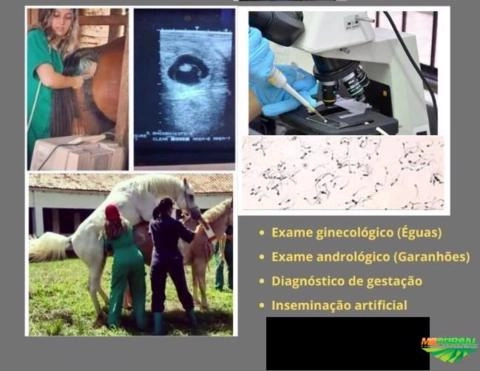 Imagem Médica Veterinária Imagem Médica Veterinária