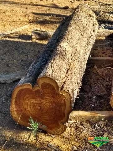 Madeira de TECA Imagem Madeira de TECA