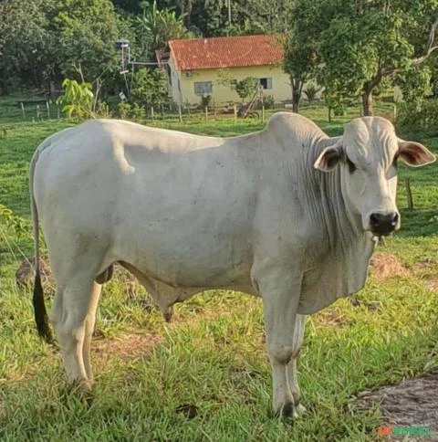 Touros Nelore P.O em Goiás.