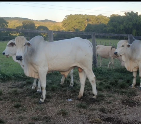 Touros Nelore P.O em Goiás.