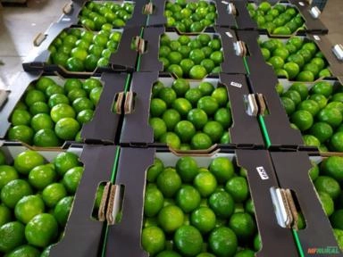 Compro Limão Tahiti Imagem Compro Limão Tahiti