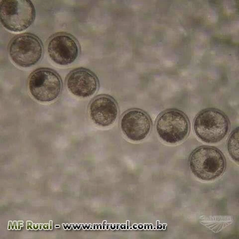 Embriões Senepol Linhagem Importada