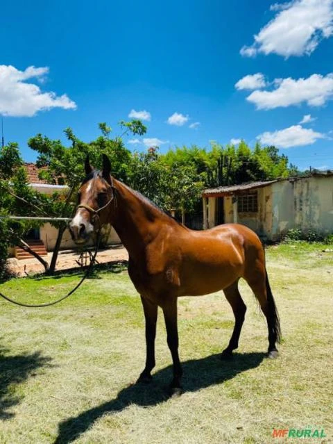 Mangalarga Mineiro