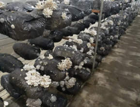 Sítio produzindo shimeji em Biritiba-Mirim/SP