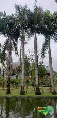 Palmeira Imagem Palmeira