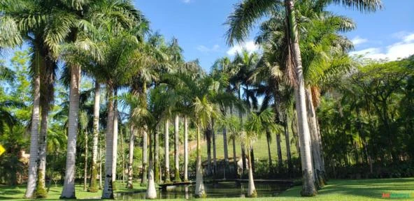 Imagem Palmeira Imagem Palmeira